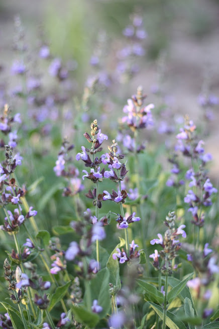 CLANE SALVIA FLOWER 完売品